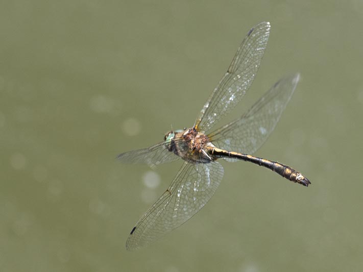 Oxygastra curtisii flight 2.jpg